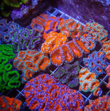 Image result for Polycarpaea eriantha