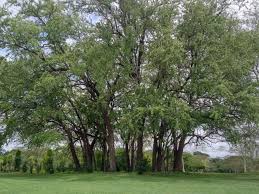 Image result for Combretum imberbe