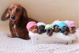 Get healthy pups from responsible and professional breeders at puppyspot. Dachshund Puppy Training Guide Dachworld Com