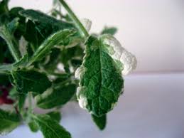 Peppermint is similar in flavor to. Mint Varieties From Chocolate Mint To Peppermint Delishably