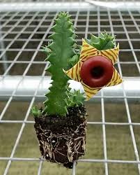 Image result for Huernia zebrina