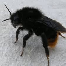 Alibaba.com offers 2,715 bee pest control products. 35 Best Bumblebees Images Bee I Love Bees Busy Bee