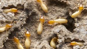 The Truth About Termites in Florida and What You Need to Know - Drive-Bye  Pest Exterminators
