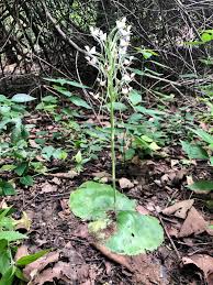 Image result for Habenaria armatissima