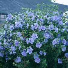 Maybe you would like to learn more about one of these? Top 10 Blue Shrubs Proven Winners