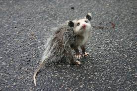 Oppussum Baby Opossum Baby Possum Cute Animals