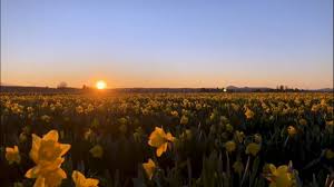 Maybe you would like to learn more about one of these? Sun Sets Over Field Of Flowers In Washington Weareiowa Com