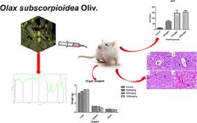 Image result for Olax obtusifolia