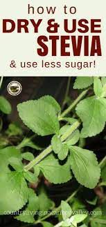 How To Grow And Use Stevia Natural Sugar Substitute In 2021 Growing Stevia Organic Vegetable Garden Herbs