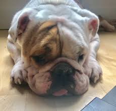 Donate to french bulldog rescue as a gift or memorial, and we will mail a free acknowledgement card within 24 hours. Adopt Rosemary On Petfinder English Bulldog Dog Dogs German Shepherd Rescue