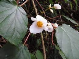 Image result for Begonia meyeri-johannis