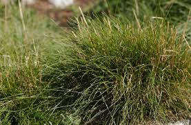 Image result for Festuca simensis