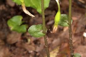 Image result for Triceratorhynchus