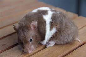 Brown and white syrian hamster. Hamstery Hairball Female Hamsters Hamsters As Pets Syrian Hamster Cute Hamsters