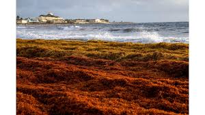 Caribbean Sargassum Weed - John Lockton
