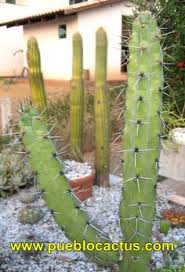Not to be confused with the cactus or the large cactus. 100 Tall Cactus Ideas Tall Cactus Cactus Cactus Plants