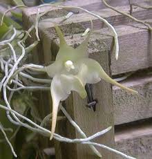 Image result for Aeranthes parkesii