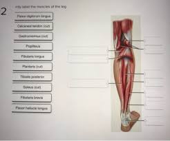 Because the body has limited blood supply to the flexor tendon sheath, the antibiotics cannot get to that location easily. Ctly Label The Muscles Of The Leg Flexor Digitorum Chegg Com