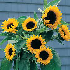 Sunbright F1 Sunflower Seed Johnny S Selected Seeds Flower Seeds Orange Sunflowers Sunflower