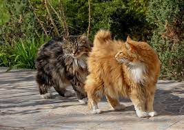 zaklyatye druzya koty porody kurilskij bobtejl kot zaklyatie druzya