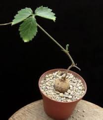 Image result for Cyphostemma adenocaule