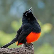 Black Bird With Large Yellow Beak The Red Bellied Grackle Is A Distinctive Rare Blackbird Of The Cloud Forest In The Colombian Andes It Is Large Long Tailed Grackle Pet Birds Beautiful Birds