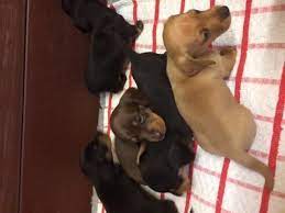 We did not find results for: Miniature Dachshund Puppies For Sale Des Moines Ia 170089