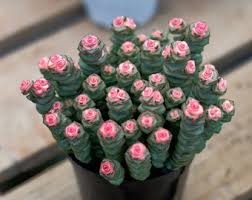 Image result for Hereroa