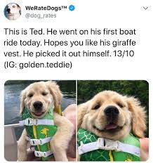 Dog Memes For The Win Dog Doggo Doggy Dogmeme Dogmemes Moredogs Dogs Funny Fun Humor Hi Cute Animals Cute Baby Animals Cute Little Animals