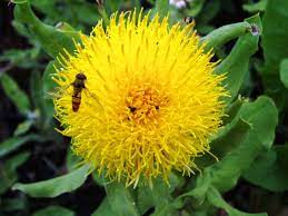Www Thesunnysidenursery Co Uk Plants Flowers Dandelion