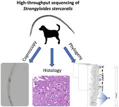 Image result for Strongyloides