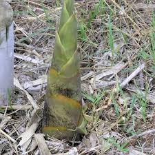 Image result for Bambusa balcooa