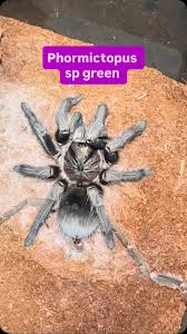 Image result for Hirpicium gorterioides