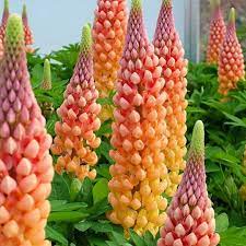 Clausdalby Shared A Photo On Instagram Today I Have Planted Lupin Salmon Star From Westcountrynurseries In The Bor In 2021 Lupine Flowers Plants Planting Flowers