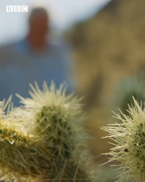 The most DANGEROUS plant in the desert