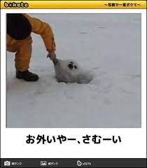 可愛さと笑いの融合 クスッとくる動物のボケて11選 爆笑画像 面白い画像 ボケて 動物