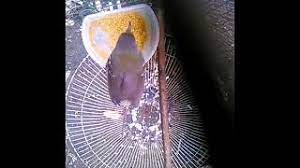 Untuk memberikan makan untuk anak burung kutilang, anda membutuhkan lidi. Agar Burung Makan Voer Youtube