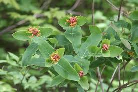 Image result for Helixanthera woodii