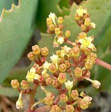 Image result for Cyphostemma glandulosissimum