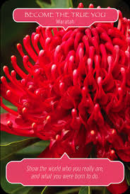 Card Of The Day Waratah Become The True You Show The World Who You Really Are And What You Were Born To Do Flower Therapy Oracle Cards Oracle Card Reading