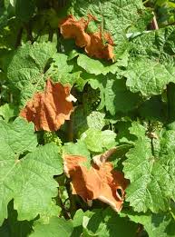 Image result for Pseudopeziza tracheiphila