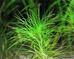 Image result for Eriocaulon setaceum