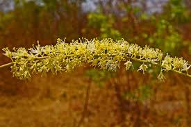 Image result for Amblygonocarpus