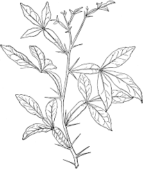 Image result for Citropsis