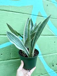 Image result for Sansevieria metallica