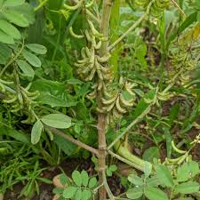 Image result for Indigofera oxalidea