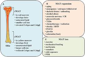 Red bone marrow is involved in production of blood cells, while yellow marrow is important for fat. Frontiers The Unique Metabolic Characteristics Of Bone Marrow Adipose Tissue Endocrinology
