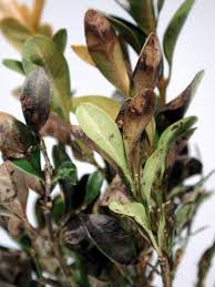 Image result for Toddalia crenulata