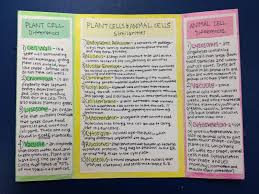 The vacuole in an an animal cell is smaller in size, or absent. Photo 4 Jpg 1600 1200 Science Cells Cell Foldable Plant And Animal Cells