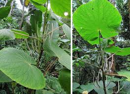 Image result for Piper umbellatum